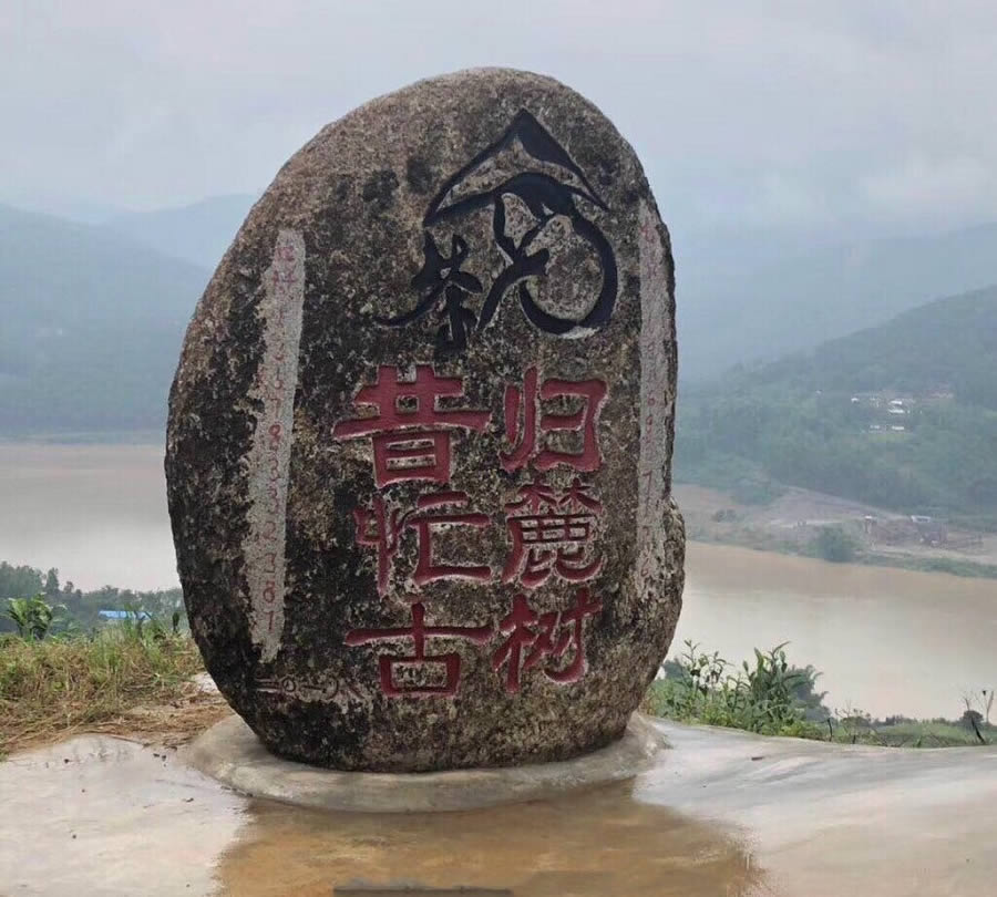 昔歸普洱茶