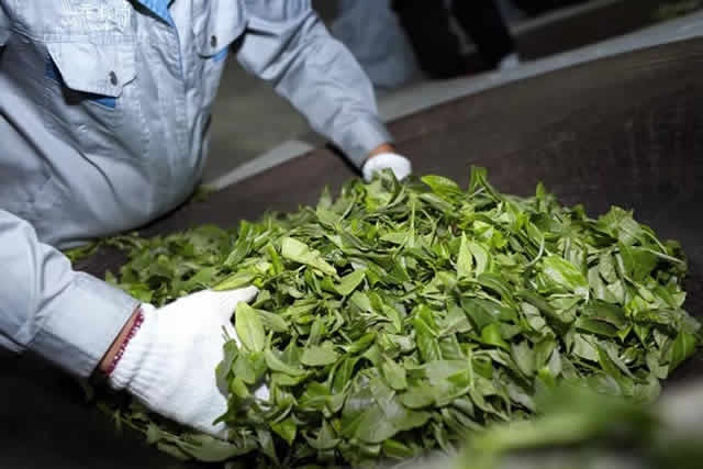 普洱茶加工工序之殺青
